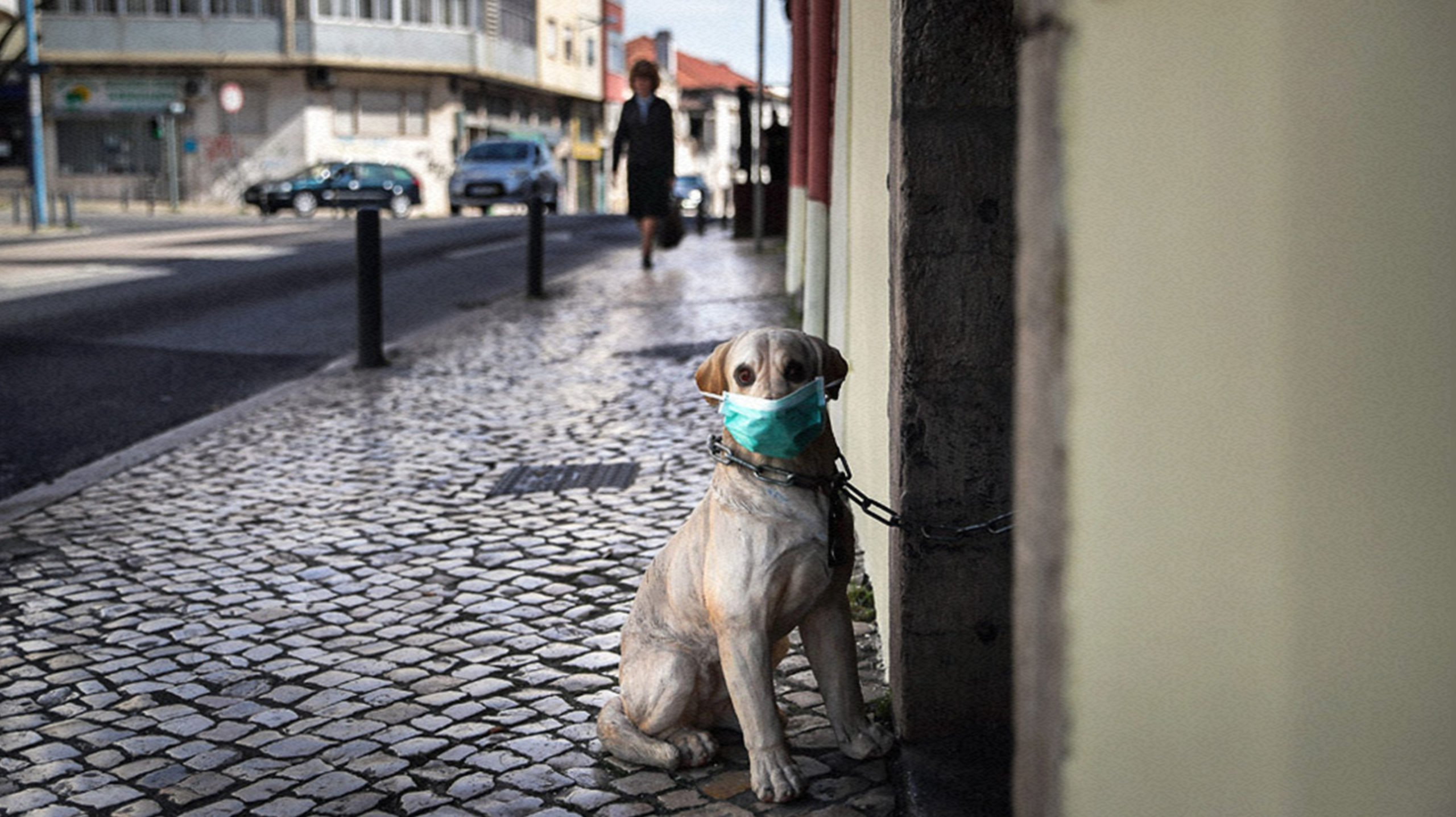 Each dog. Собака на тротуаре. Маска собаки. Собака в медицинской маске. Собака моей мечты.